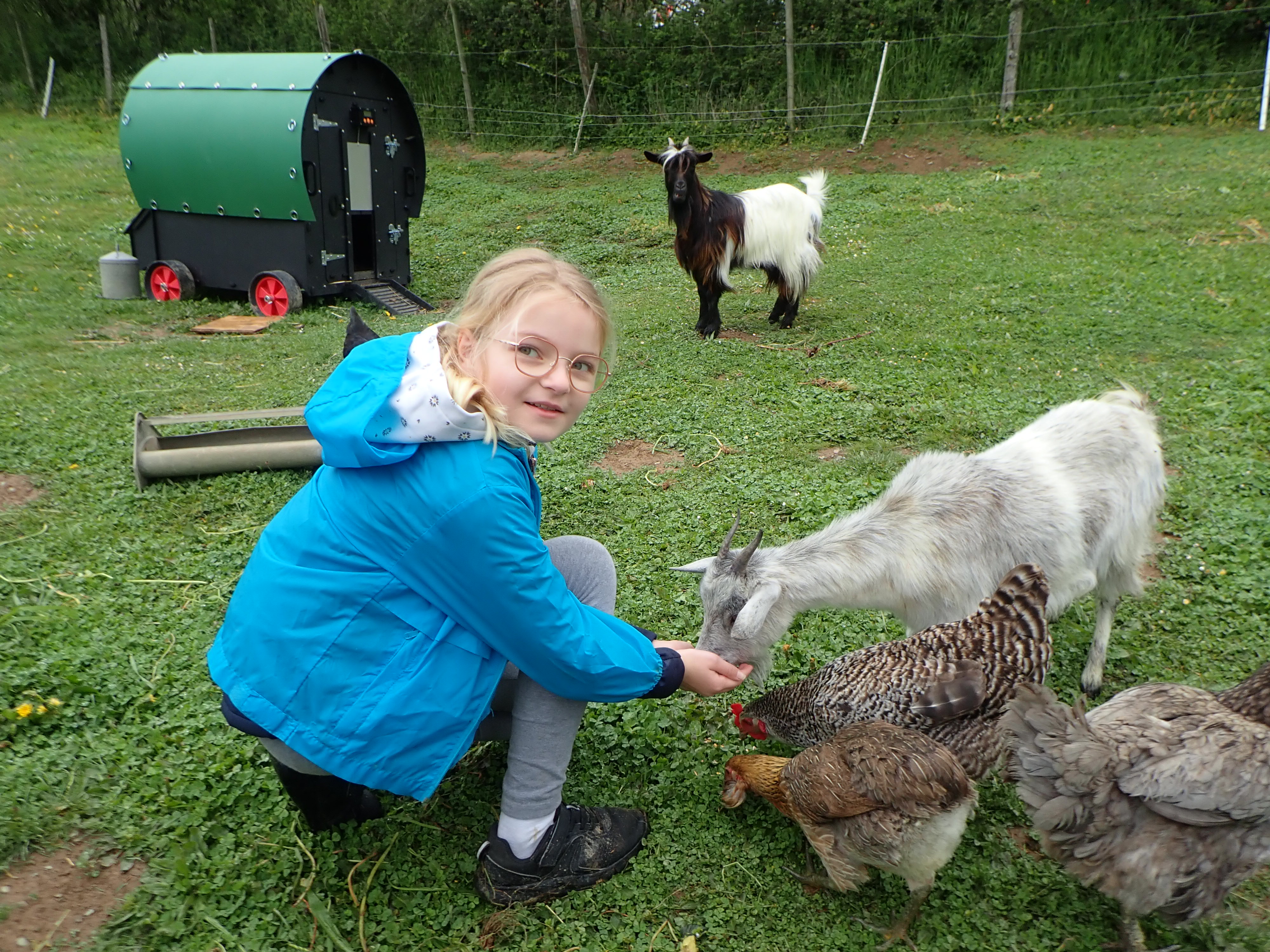 Photo de l'activité mini-ferme au Moulin du Roy